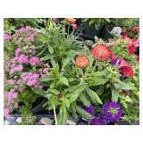 Flat of Mixed Flowers