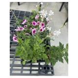 Flat of Mixed Flowers