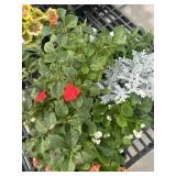 Flat of Mixed Flowers