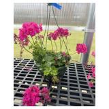 10' Hanging Basket