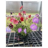 10' Hanging Basket