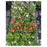 Flat of Mixed Flowers