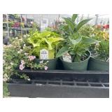 Flat of Mixed Flowers