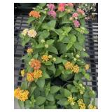 Flat of Mixed Flowers