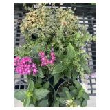 Flat of Mixed Flowers