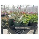 Flat of Mixed Flowers