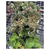 Flat of Mixed Flowers