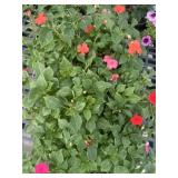 Flat of Mixed Flowers