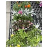 Flat of Mixed Flowers