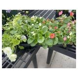 Flat of Mixed Flowers