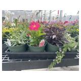 Flat of Mixed Flowers