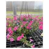 12' Hanging Basket
