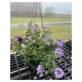 12' Hanging Basket