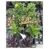 Flat of Mixed Flowers