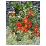 Flat of Mixed Flowers