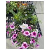 Flat of Mixed Flowers