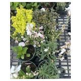 Flat of Mixed Flowers