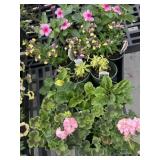 Flat of Mixed Flowers