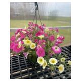 12' Hanging Basket