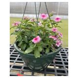 12' Hanging Basket