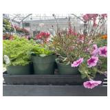 Flat of Mixed Flowers
