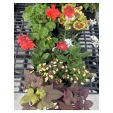 Flat of Mixed Flowers