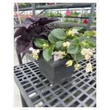 Mixed Planter