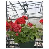 10' Hanging Basket
