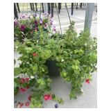12' Hanging Basket