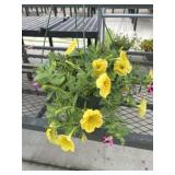 12' Hanging Basket