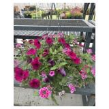 12' Hanging Basket