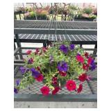 12' Hanging Basket
