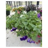12' Hanging Basket