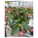 10' Hanging Basket