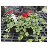 Mixed Planter