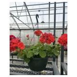 10' Hanging Basket