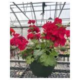 10' Hanging Basket