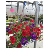 10' Hanging Basket