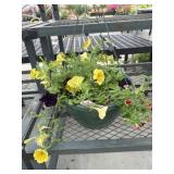 12' Hanging Basket