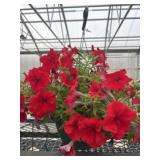 10' Hanging Basket