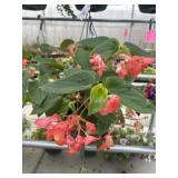 10' Hanging Basket