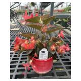 Mixed Planter