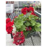 12' Hanging Basket