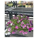 12' Hanging Basket