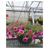 10' Hanging Basket