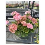 12' Hanging Basket
