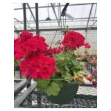 10' Hanging Basket