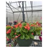 10' Hanging Basket
