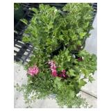 Flat of Mixed Flowers