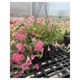 12' Hanging Basket
